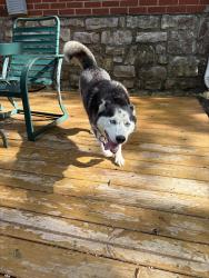 Reunited Female Dog last seen Gudgell & Drumm Ave, Independence, MO 64055