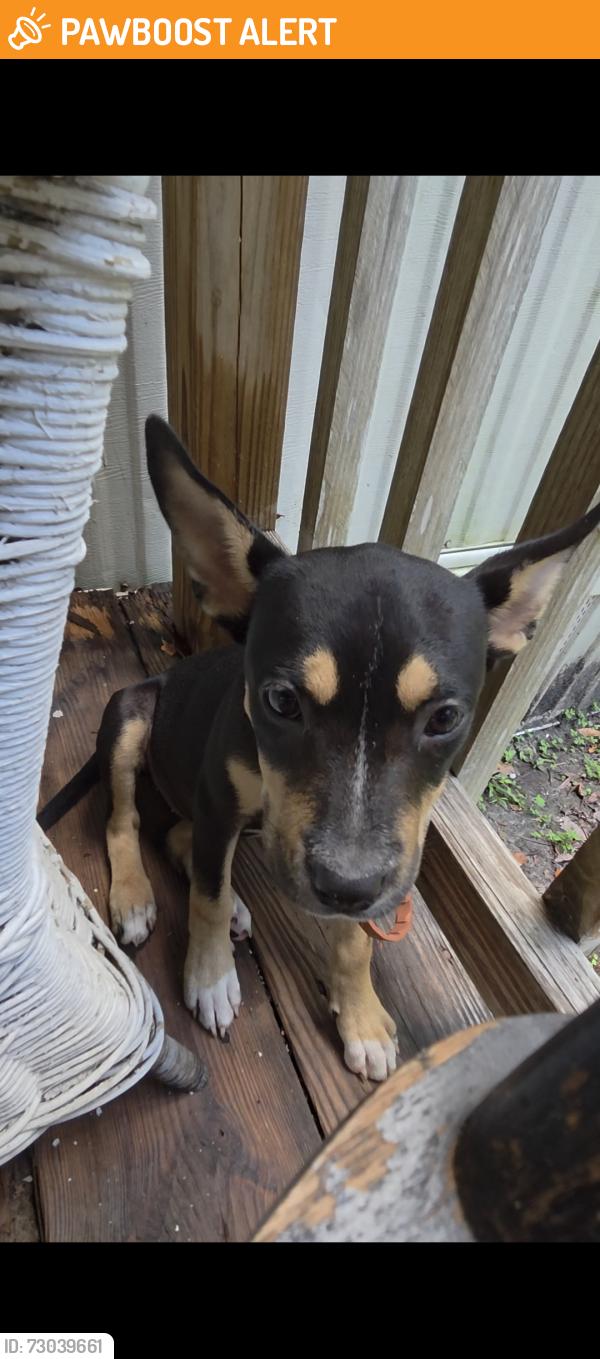Found/Stray Female Dog last seen Cannon Creek, Columbia County, FL 32024