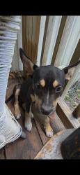 Found/Stray Female Dog last seen Cannon Creek, Columbia County, FL 32024
