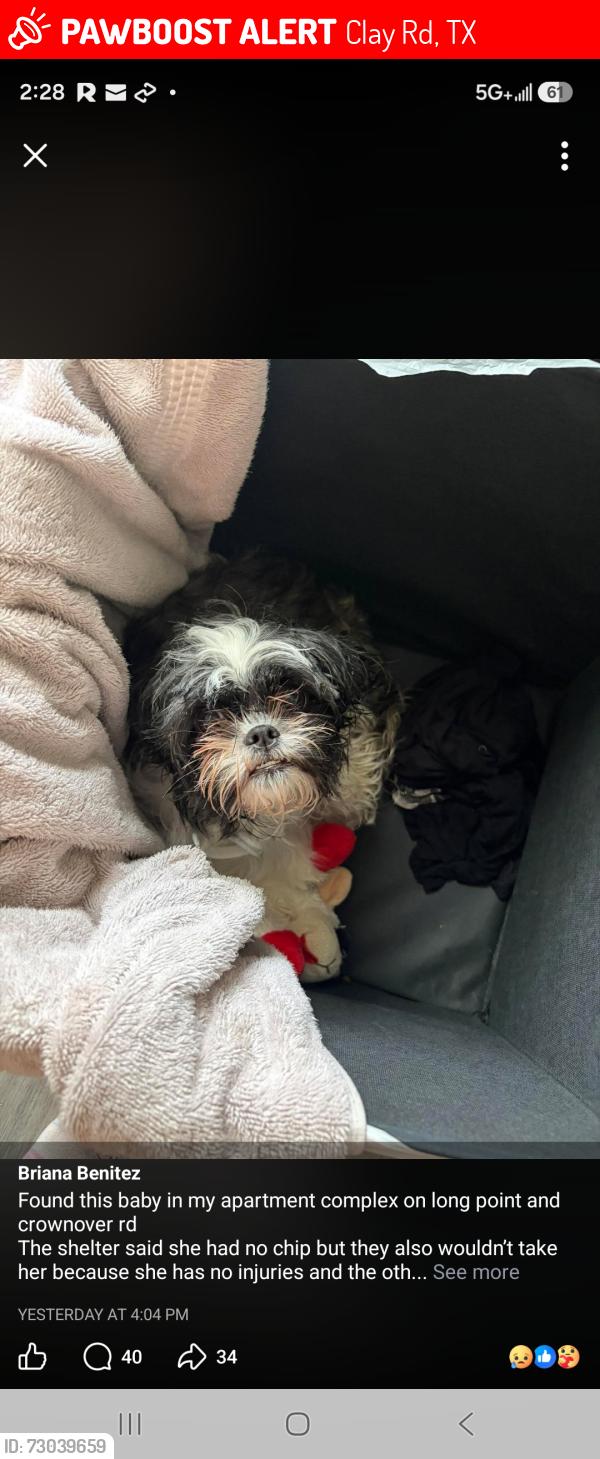 Lost Female Dog last seen Fry a s Clay, Clay Rd, TX 77084