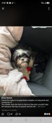 Lost Female Dog last seen Fry a s Clay, Clay Rd, TX 77084