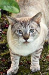 Lost Male Cat last seen halekauwila and south, halekauwila and punchbowm, Honolulu, HI 96813
