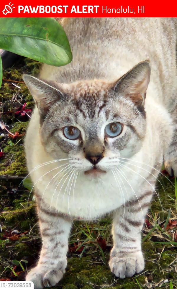 Lost Male Cat last seen halekauwila and south, halekauwila and punchbowm, Honolulu, HI 96813