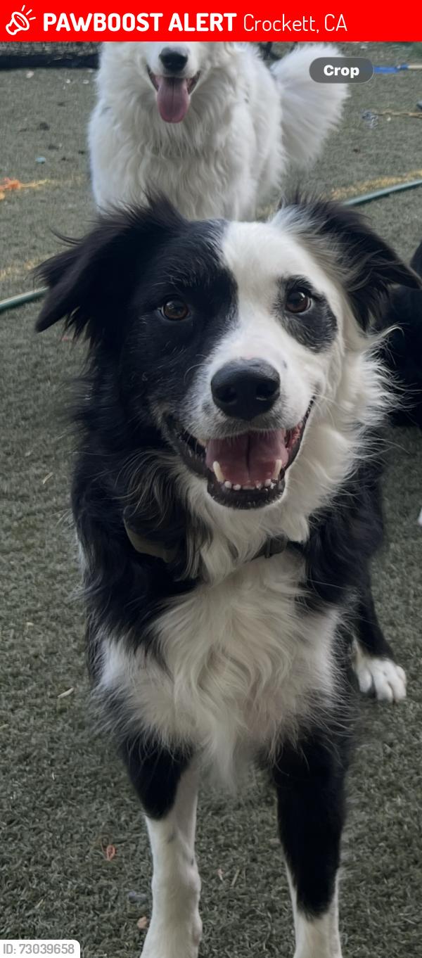 Lost Male Dog last seen Crockett Hills regional Park, Crockett, CA 94525