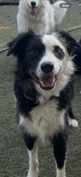 Lost Male Dog last seen Crockett Hills regional Park, Crockett, CA 94525