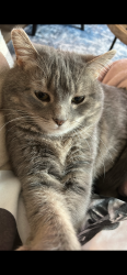 Lost Female Cat last seen Lanny Ct , Glen Burnie, MD 21108