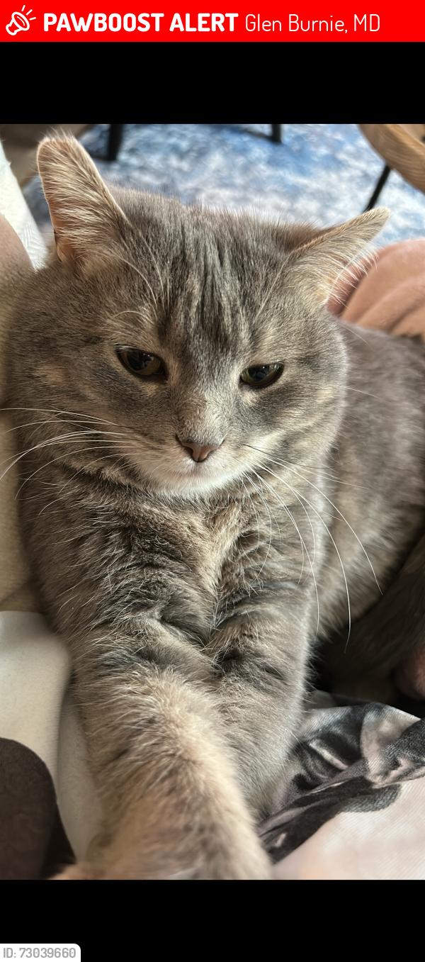 Lost Female Cat last seen Lanny Ct , Glen Burnie, MD 21108