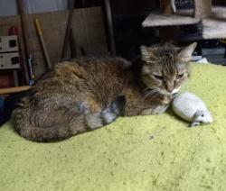 Lost Female Cat last seen N Foxdale and N Glacier Terrace, Citrus Springs, FL 34434