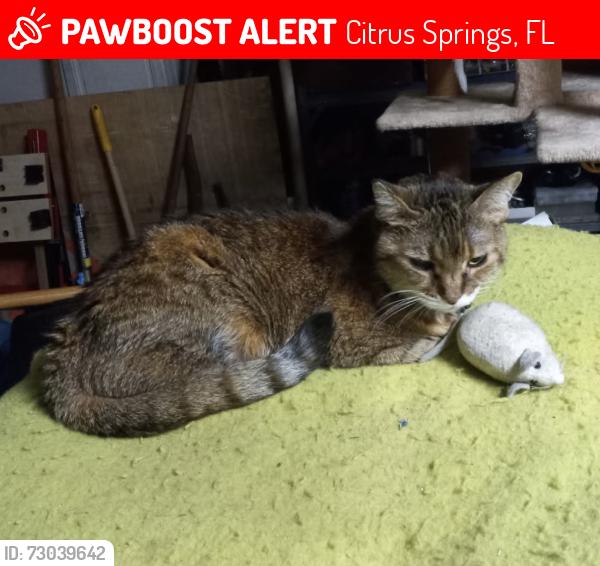 Lost Female Cat last seen N Foxdale and N Glacier Terrace, Citrus Springs, FL 34434