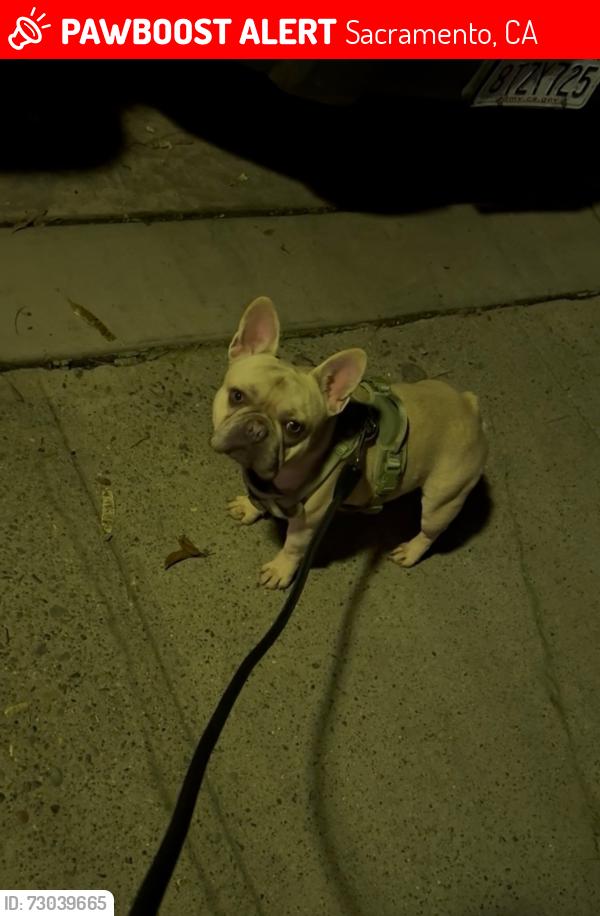 Lost Male Dog last seen Near 78th st, Sacramento, CA 95820