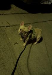 Lost Male Dog last seen Near 78th st, Sacramento, CA 95820