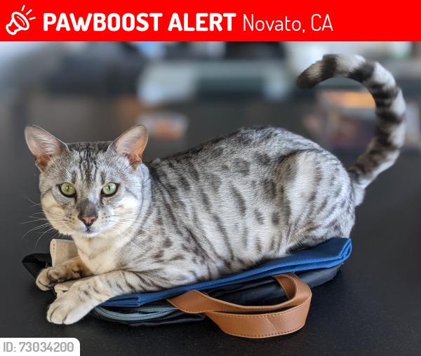 Lost Male Cat last seen Del Oro Lagoon & Dolphin Isle, Novato, CA 94949
