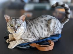 Lost Male Cat last seen Del Oro Lagoon & Dolphin Isle, Novato, CA 94949
