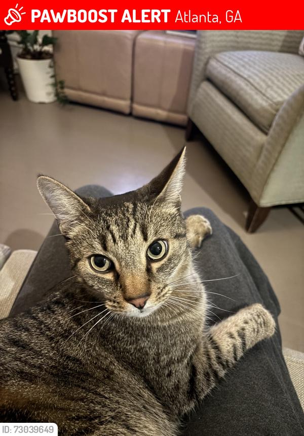 Lost Male Cat last seen Oakdale Road NE & Fairview Road NE, Atlanta, GA 30306