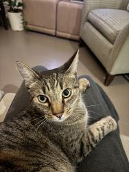 Lost Male Cat last seen Oakdale Road NE & Fairview Road NE, Atlanta, GA 30306