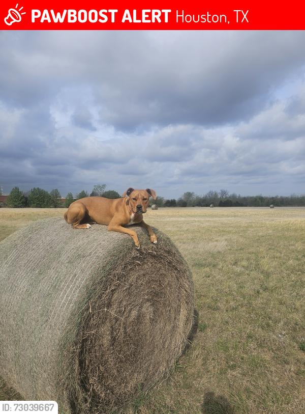 Lost Female Dog last seen Near Crosby Fwy. Fuel Maxx gas station, Houston, TX 77049