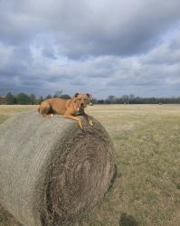 Lost Female Dog last seen Near Crosby Fwy. Fuel Maxx gas station, Houston, TX 77049