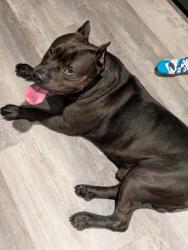 Reunited Male Dog last seen N River & Bristol Rd, Bensalem, PA 19020