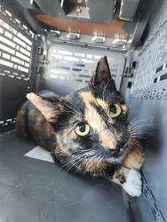 Found/Stray Unknown Cat last seen Roaming around Coffey Creek apmts, Charlotte, NC 28273