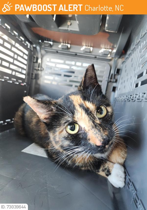 Found/Stray Unknown Cat last seen Roaming around Coffey Creek apmts, Charlotte, NC 28273