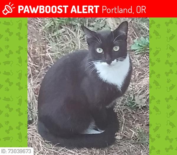 Lost Female Cat last seen Near SE POWELL BLVD, Portland, OR 97202