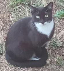 Lost Female Cat last seen Near SE POWELL BLVD, Portland, OR 97202
