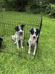 Found/Stray Male Dog last seen Sage Glenn and pinhook, Lafayette, LA 70508