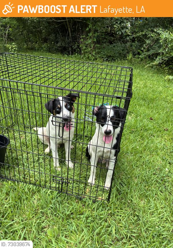 Found/Stray Male Dog last seen Sage Glenn and pinhook, Lafayette, LA 70508