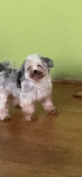 Lost Female Dog last seen Freitas and Whitman , Hayward, CA 94544
