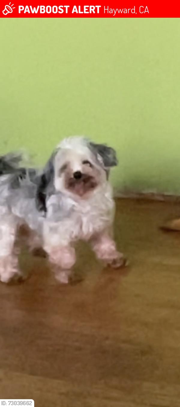 Lost Female Dog last seen Freitas and Whitman , Hayward, CA 94544