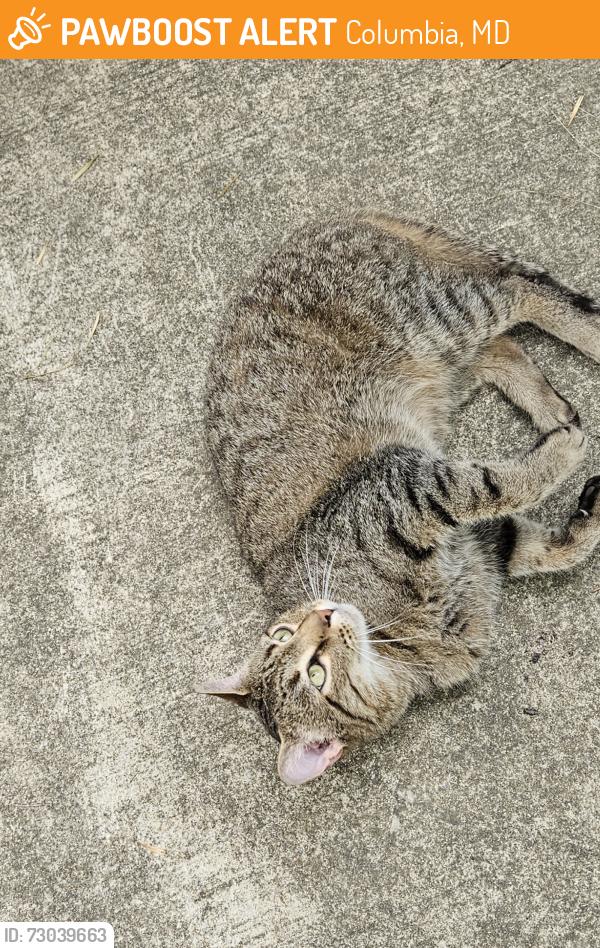 Found/Stray Male Cat last seen Storm Drift and High Thor, Columbia, MD 21045