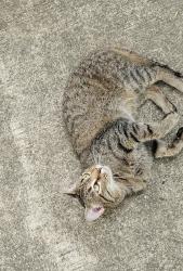 Found/Stray Male Cat last seen Storm Drift and High Thor, Columbia, MD 21045