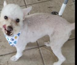 Lost Male Dog last seen Hueco tanks, El Paso County, TX 79938