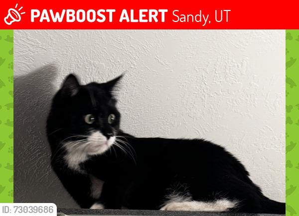 Lost Male Cat last seen Wasatch Blvd. 10100 S, Sandy, UT 84092