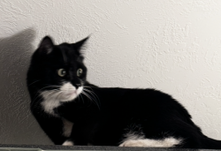 Lost Male Cat last seen Wasatch Blvd. 10100 S, Sandy, UT 84092