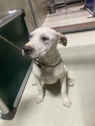 Shelter Stray Male Dog last seen Near BLOCK NORD AVE, BAKERSFIELD CA 93314, 3951 Fruitvale Ave, Bakersfield, CA 93308, USA