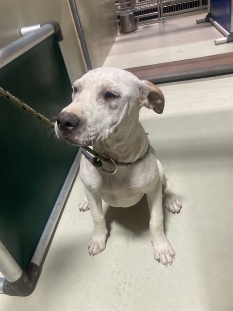 Shelter Stray Male Dog last seen Near BLOCK NORD AVE, BAKERSFIELD CA 93314, 3951 Fruitvale Ave, Bakersfield, CA 93308, USA