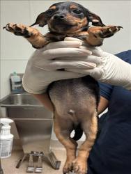 Shelter Stray Male Dog last seen Near BLOCK FRANKLIN AVE, BAKERSFIELD CA 93306, 3951 Fruitvale Ave, Bakersfield, CA 93308, USA