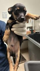 Shelter Stray Male Dog last seen Near BLOCK FRANKLIN AVE, BAKERSFIELD CA 93306, 3951 Fruitvale Ave, Bakersfield, CA 93308, USA