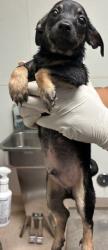 Shelter Stray Male Dog last seen Near BLOCK FRANKLIN AVE, BAKERSFIELD CA 93306, 3951 Fruitvale Ave, Bakersfield, CA 93308, USA