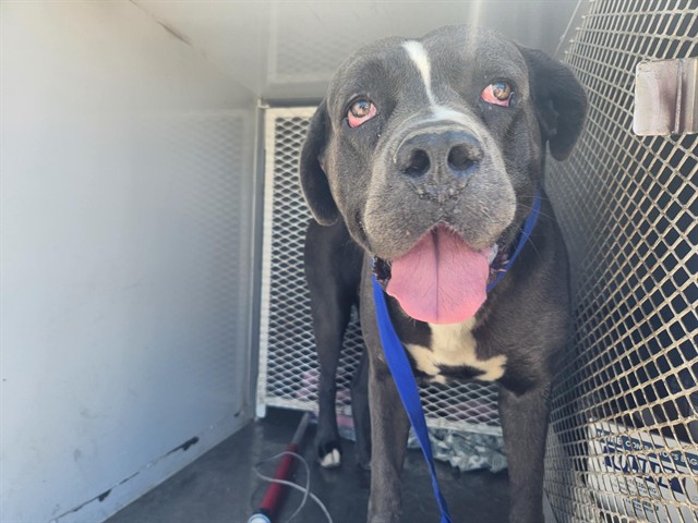 Shelter Stray Male Dog last seen Near BLOCK TRACY AVE, BUTTONWILLOW CA 93206, 3951 Fruitvale Ave, Bakersfield, CA 93308, USA