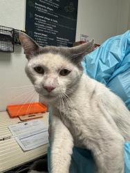 Shelter Stray Male Cat last seen Near BLOCK MONTEREY ST, BAKERSFIELD CA 93305, 3951 Fruitvale Ave, Bakersfield, CA 93308, USA