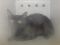 Shelter Stray Female Cat last seen , 11361 W Pico Blvd, Los Angeles, CA 90064, USA