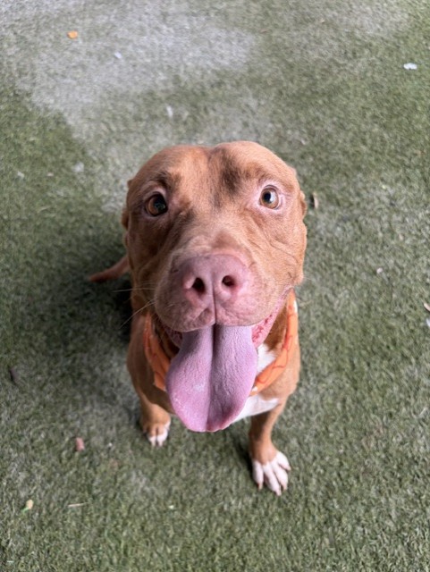 Shelter Stray Male Dog last seen Near BLOCK SW 236TH ST, 3599 NW 79th Ave, Doral, FL 33122, USA
