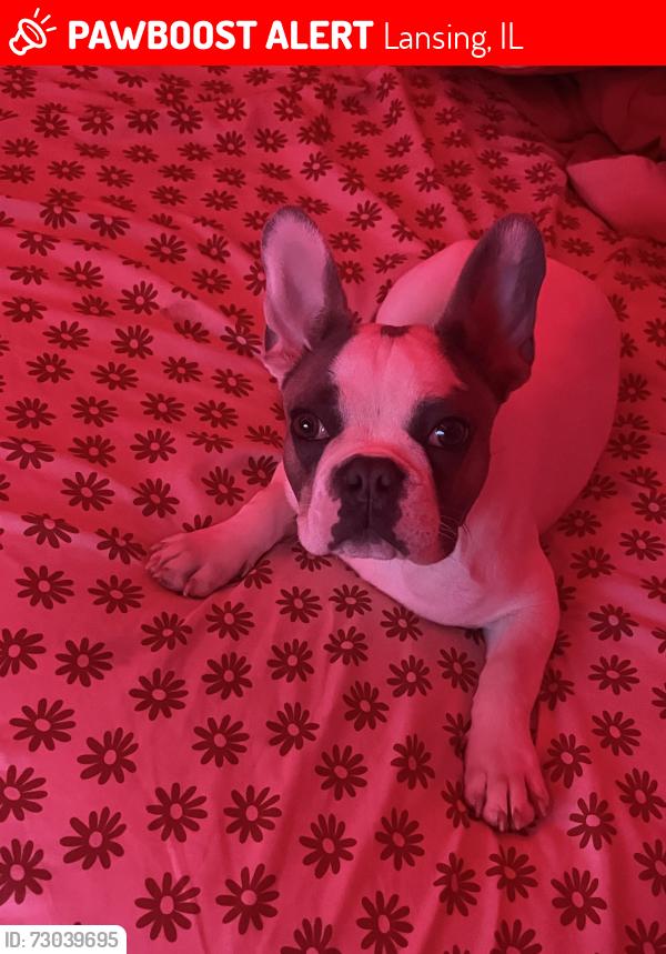 Lost Male Dog last seen 171st and Williams St, Lansing, IL 60438