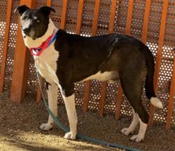 Shelter Stray Male Dog last seen Near BLOCK E LAKE MEAD BLVD, LAS VEGAS NV 89156, 655 N Mojave Rd, Las Vegas, NV 89101, USA