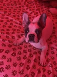 Lost Male Dog last seen 171st and Williams St, Lansing, IL 60438