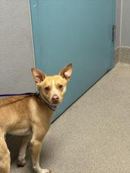 Shelter Stray Male Dog last seen Near BLOCK E FLAMINGO RD, LAS VEGAS NV 89121, 655 N Mojave Rd, Las Vegas, NV 89101, USA