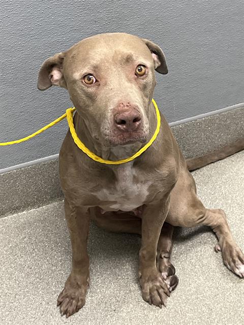 Shelter Stray Female Dog last seen Near BLOCK SUNRISE KNOLL ST, LAS VEGAS NV 89113, 655 N Mojave Rd, Las Vegas, NV 89101, USA