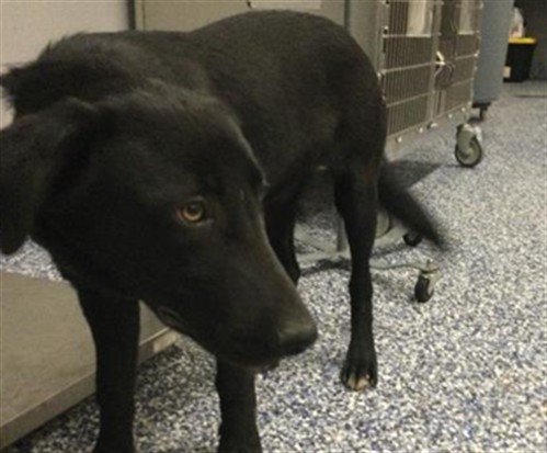 Shelter Stray Male Dog last seen Near BLOCK PIERCE ST, THERMAL, CA, Thousand Palms, CA, USA